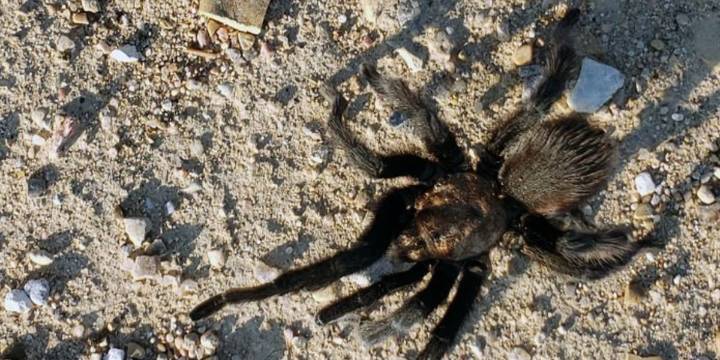Annual La Junta Tarantula Festival kicks off Friday
