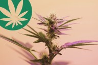 Washington State's 20 Best Cannabis Shop Names