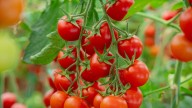 Why Fermenting Tomato Seeds Is A Great Idea For A Successful Harvest
