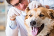 Affordable pet care now available in San ...