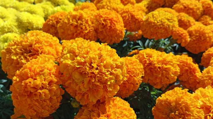 The One Reason You Might Not Want To Plant Marigolds This Fall