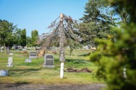 Volunteers wanted for Greenwood Cemetery storm recovery effort