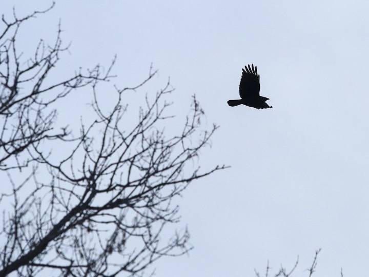 Residents invited to vote for Kingston's official bird