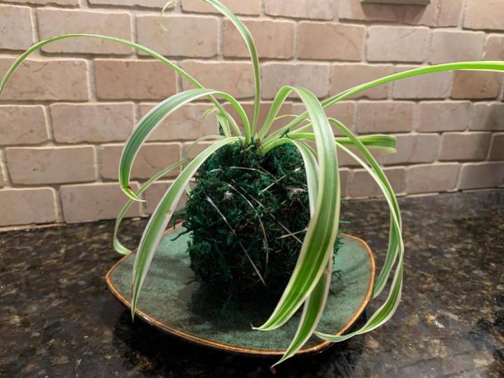 Transform your houseplants into art with this Japanese gardening technique