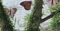 Sculptures beckon monarch watchers to St. Louis parks, events