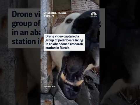 Drone video captured a group of polar bears living in an abandoned research station in Russia