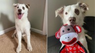 Ohio Stray Finds Loving Home And Reveals Why He’s Far More Special Than Expected
