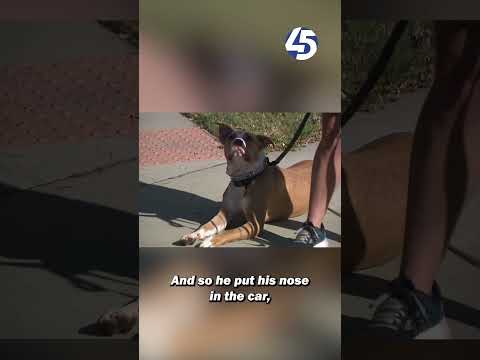 Dog walker thwarts car theft in Baltimore's Brewers Hill neighborhood