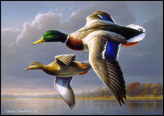 Minnesota artist James Hautman wins 2025 Federal Duck Stamp Art Contest