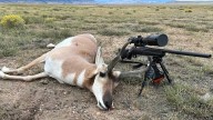 Don’t Blame Antelope For Their Rep As Worst-Tasting Wyoming Big Game, Biologists Say