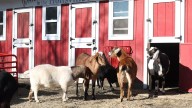 Brookhaven nears decision on Holtsville zoo's future