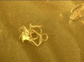 El misterioso objeto terrestre que el rover de la NASA descubrió en el suelo de Marte