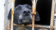 Corte Constitucional reconoce a los animales como seres sintientes con derechos especiales en Colombia