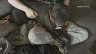 Police search for dog after attack in O'Fallon, Illinois