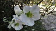 Conocé la planta que anuncia la llegada de la Primavera y deslumbra con sus hermosas flores