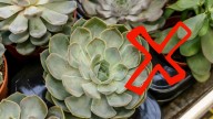 Ni lengua de suegra ni suculenta: las 3 plantas resistentes al vapor, ideales para decorar tu baño