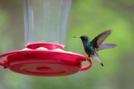 How to Know When It’s Time to Take Down Your Hummingbird Feeder, According to Ornithologists