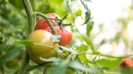 The Popular Watering Method That May Be Causing Your Tomatoes More Harm Than Good