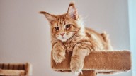 Qué significa que tu gato te ignore, según un veterinario