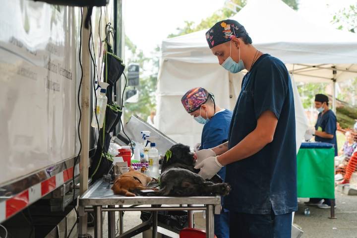 Alcaldía de Bogotá anunció 10.000 nuevos cupos de esterilizaciones de animales en octubre