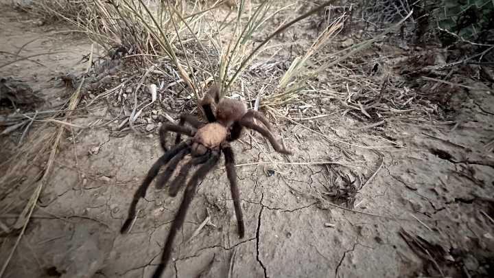 Male tarantulas are moving and wooing their way across Colorado   : NPR