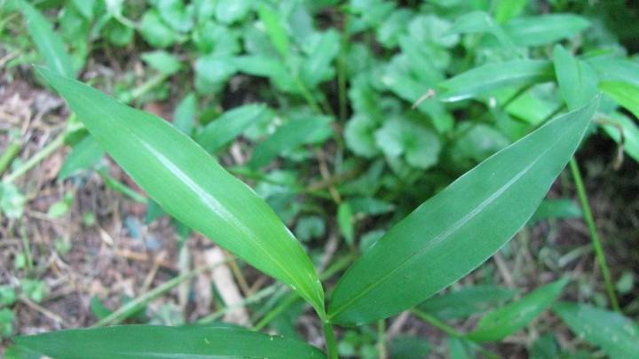 DNR asks for help finding invasive grass in Michigan. What to know about stiltgrass
