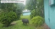 Video shows deputies trying to wrangle a wild boar after it crashed through a Florida home