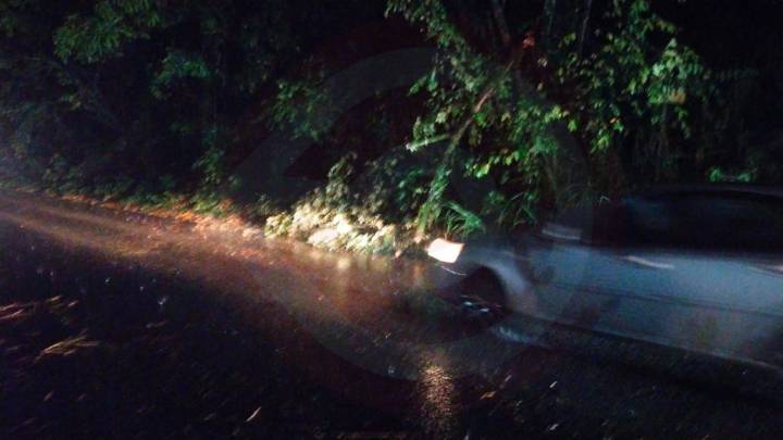 Por intensas lluvias árbol cayó y bloqueó carretera en Zacatipán