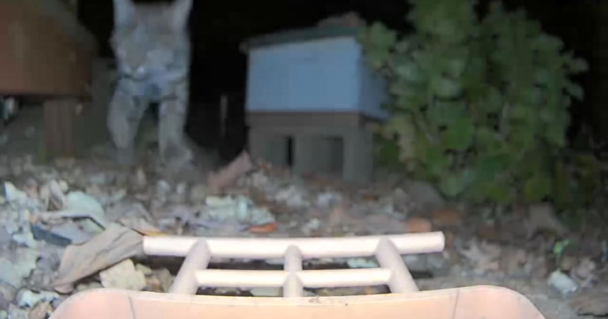 Bobcat captured on camera roaming around Chico neighborhood