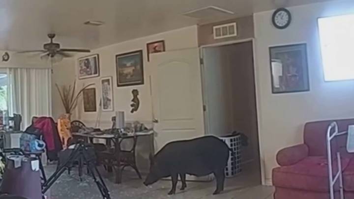 WATCH: Bodycam footage shows boar charging at deputies after breaking into home in Lee County