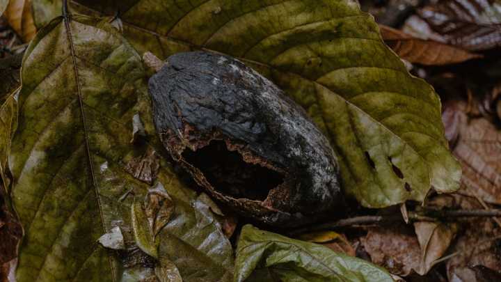 La Batalla de Don Carmen en Tabasco: Cacao en Peligro por Una Plaga Olvidada