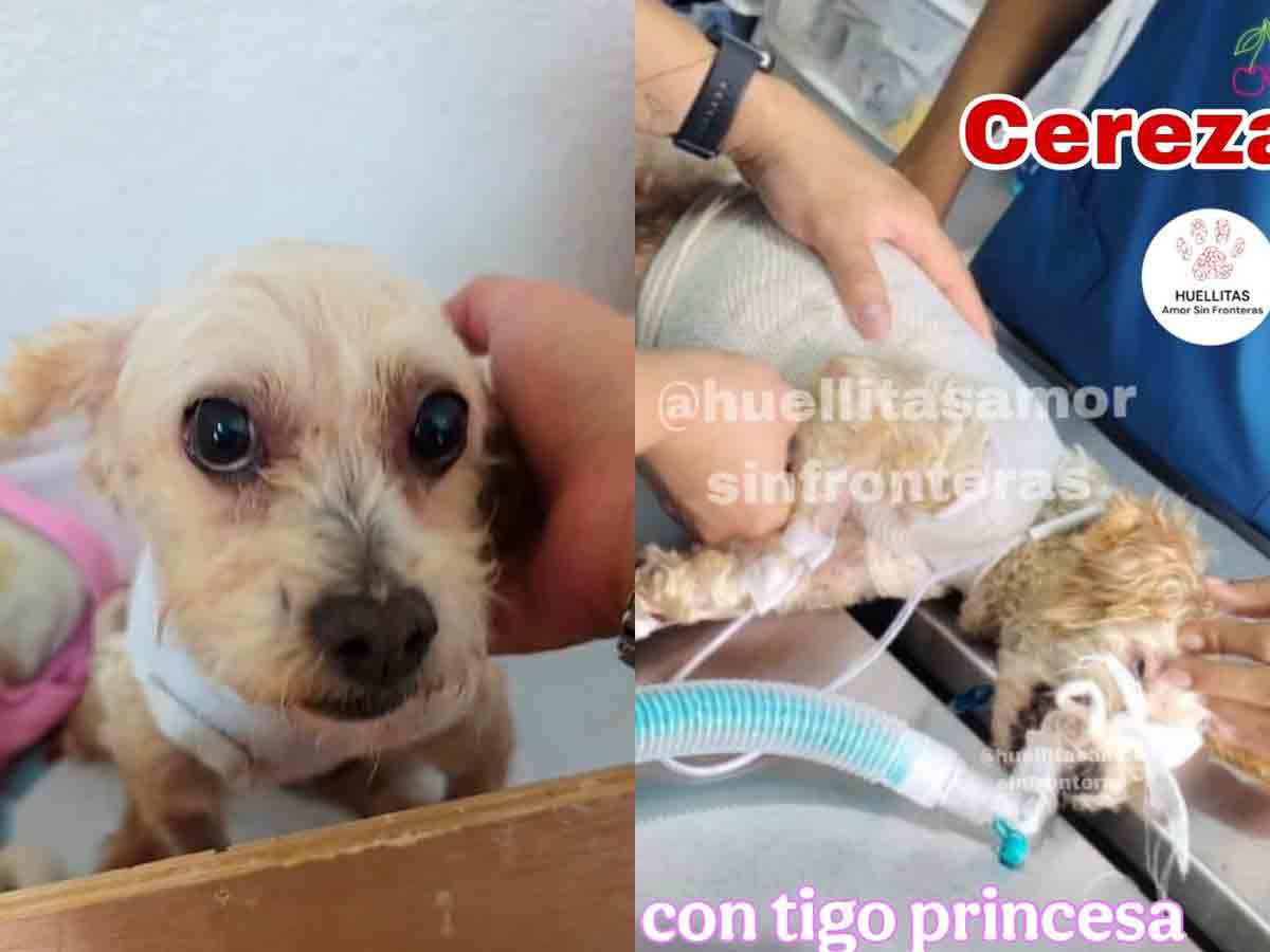 Perrita Cereza sobrevive a su primera cirugía reconstructiva