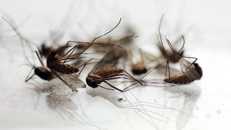 Mass. health officials announce additional human cases of West Nile virus