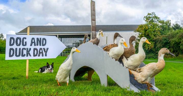 Lanarkshire museum to host first ever Dog and Duck Day