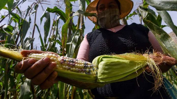 Día Nacional del Maíz: Así es el proceso para llevar un elote del campo a tu mesa