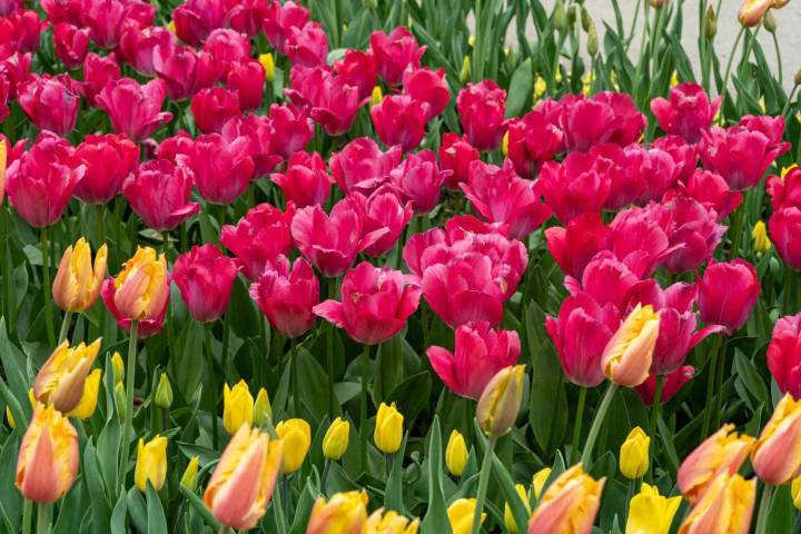 Garden Experts Share the One Thing You Should Never Do When Planting Bulbs This Fall