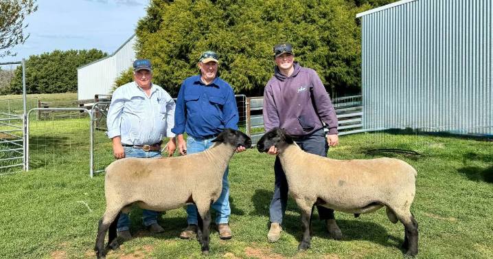 Bowen Suffolk ram and ewe sale 2025 top prices, results, buyers