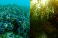 Smashing 6 Million Sea Urchins with Hammers Saved a California Kelp Paradise Thanks to Volunteer Divers