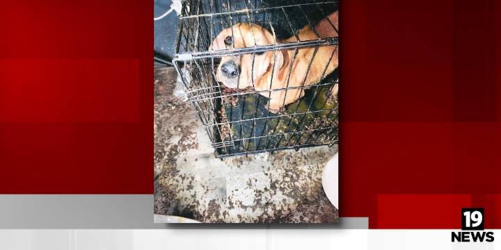All but 1 of 15 dogs rescued from Akron trailer this spring have found new homes