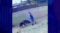 Man wanted for alleged animal cruelty in South Gate