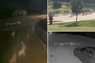 Roaming pack of wild dogs -- as many as 40 -- terrorizes Texas city: 'I don't want my children to be that dog food'