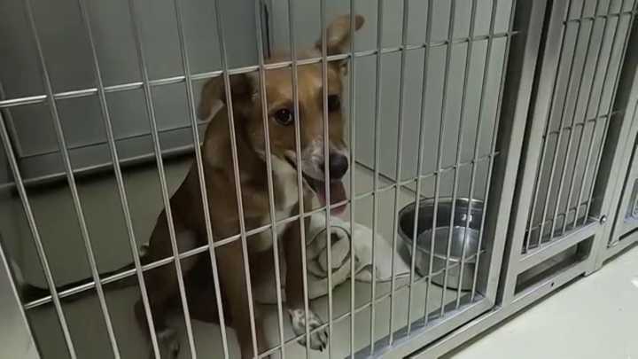 MADACC taking in 34 animals found in 'deplorable conditions,' adoption fees waived through Sept. 21