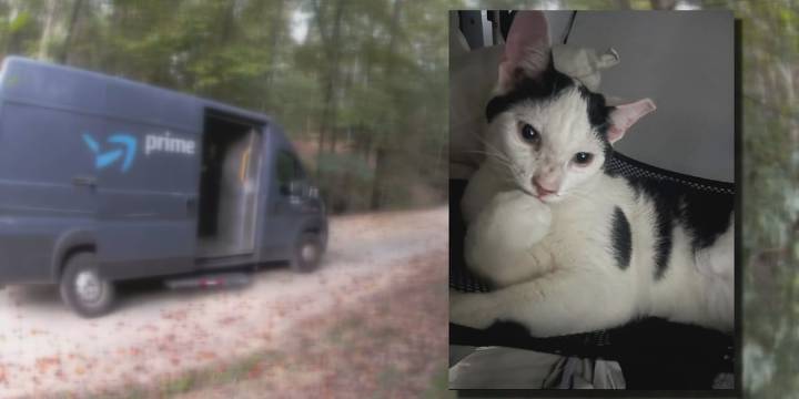 Owners of missing cat believe he jumped into Amazon delivery van: ‘We’re not blaming anybody’