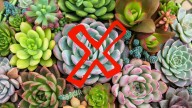 Ni cactus ni suculentas: las especies que atraen abundancia, según el Feng Shui