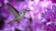 Hummingbird fall migration season is here. What to know