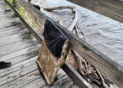 Possible DC plane crash wreckage found by man walking his dog