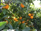 Se inician los tratamientos contra la mosca de la fruta en zonas citrícolas y de caqui