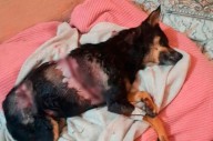 Detienen a un hombre acusado de apuñalar y matar a una perrita