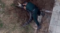 Gators in Florida neighborhoods is common. Here's how they're caught