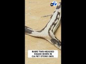 Rare 2-headed snake born at CA pet store dies